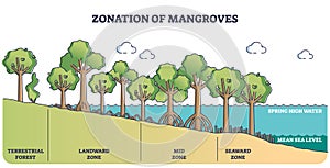 Zonation of mangroves trees as forest plant species ecosystem outline diagram