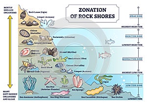 Zonation of rock shores with underwater species and organisms outline diagram