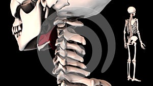 Zone of middle pharyngeal constrictor - real color - 3D model