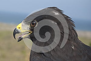 Zone - tailed Hawk photo