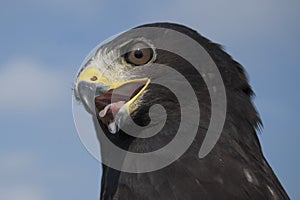 Zone - tailed Hawk photo