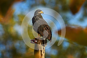 Zone-tailed Hawk, Buteo albonotatua, bird of prey sitting on the electricity pole, forest habitat in the background, Dominical,