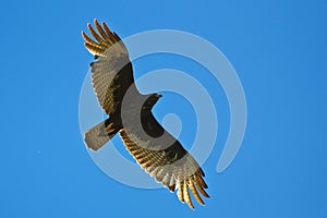 Zone Tailed Hawk in flight photo