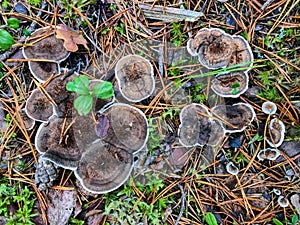 Zoned tooth fungus, wild mushroom, Finland