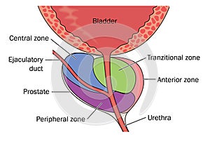 Zones of the prostate gland