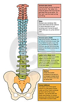 Zones of the spine