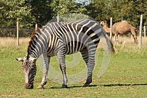 Zonkey