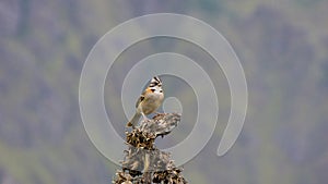 Zonotrichia capensis a beautiful bird of Latin America