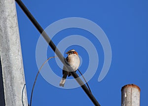 A Zonotrichia capensis bird looking back