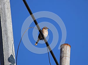 Zonotrichia capensis bird under the blue sky