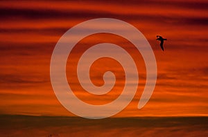 Zonsondergang Zuid Atlantische oceaan; Sunset Southern Atlantic photo