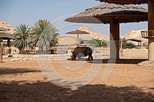 Zoo in Al Ain, United Arab Emirates. Rhino detail.