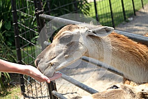 Zoo Animal Eating From Boys Hand