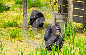 Zoo animal feeding, two Western chimpanzees eating food, critically endangered primate specie from Africa