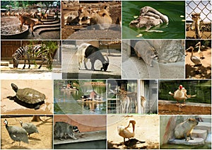 Zoo animals