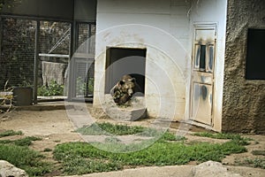 Zoo animals, the bear.  This large mammal is found at the Rome Biopark photo