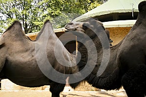 Zoo animals, the camel.  This large mammal is found at the Rome Biopark photo