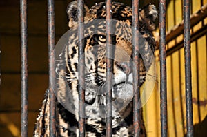 Zoo animals cell cage tiger lion jail freedom