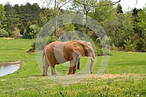 Zoo animals. Elephant