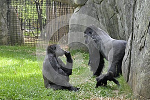 Zoo animals. Gorillas