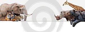 Zoo Animals Hanging Over Web Banner