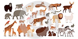 Zoo Animals Set