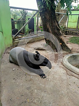 Zoo animals tapirs mammals photo