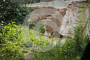 Zoo animals, the tiger.  This large mammal is found at the Rome Biopark