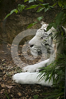 Zoo animals, the white tiger.  This large mammal is found at the Rome Biopark photo