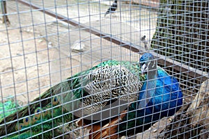 In the zoo a beautiful peacock is sitting in a cage