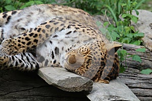 Zoo / Chinese Leopard Sleeping