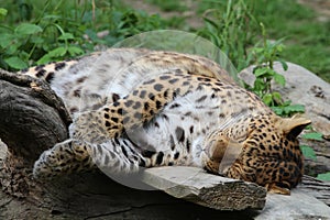 Zoo / Chinese Leopard Sleeping