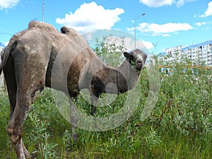 Zoo in the city of Nadym. Camel on the grass.