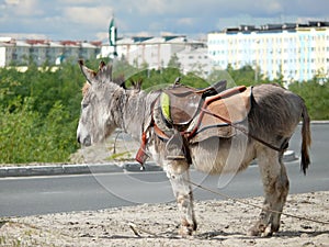 Zoo in the city of Nadym. Pony is on the road.