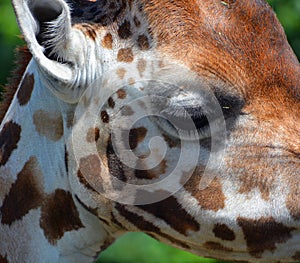 At the zoo close up giraffe Giraffa camelopardalis