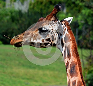At the zoo close up giraffe Giraffa camelopardalis