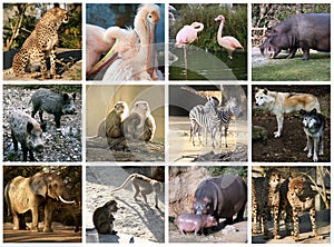 Zoo collage