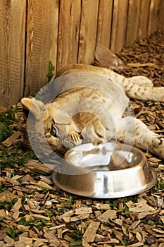 ZOO Contact Liptovsky Mikulas, Slovakia: A young tiger is playing while feeding