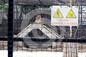 Zoo electrified cage fence photo