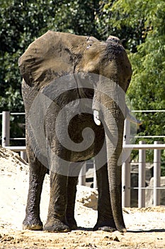 Zoo Elephant