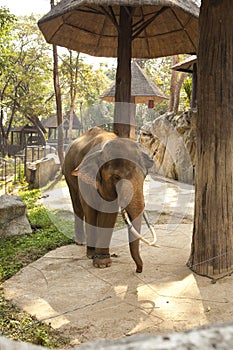 Zoo elephant
