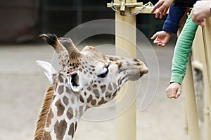 Zoo giraffe