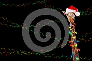 Zoo Giraffe Wearing Christmas Lights