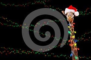 Zoo Giraffe Wearing Christmas Lights photo