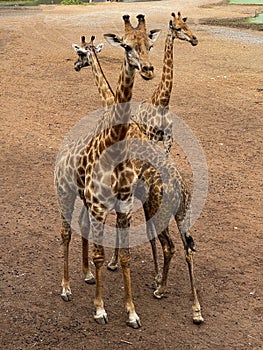 Zoo giraffes stand on floor waiting for food feeding