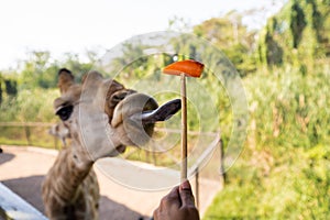 Zoo giraffes stick out their tongues to eat carrots from tourists` hands