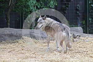 Zoo / Gray Wolf / Canis Lupus