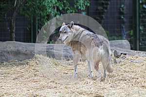 Zoo / Gray Wolf / Canis Lupus photo