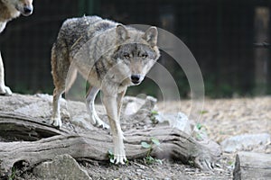 Zoo / Gray Wolf / Dangerous Eyes