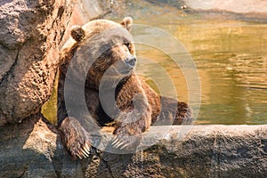 Zoo grizzly bear chilling